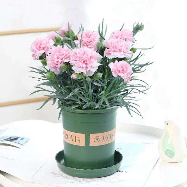 特福德祝天下母親節(jié)日快樂(lè)、幸福安康！